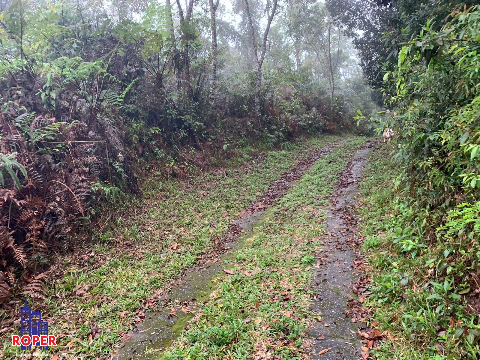 Chácara à venda com 4 quartos, 35000m² - Foto 8