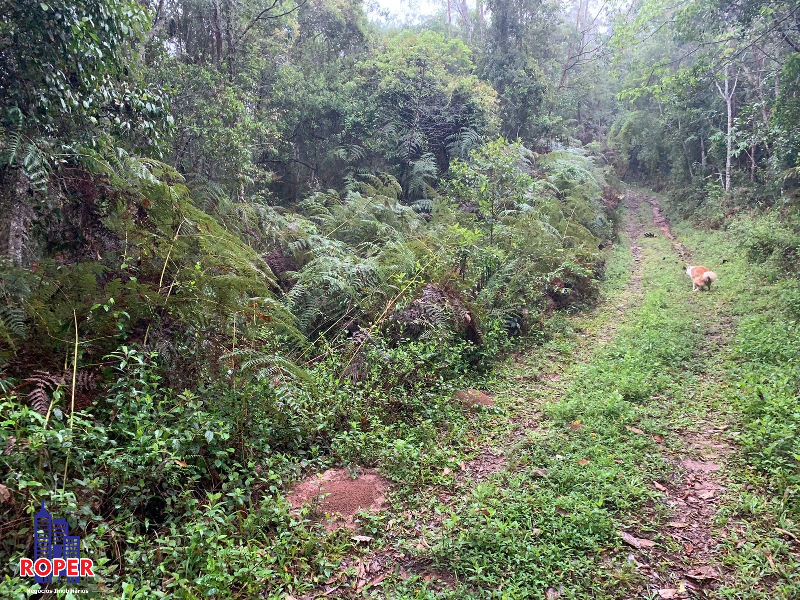 Chácara à venda com 4 quartos, 35000m² - Foto 4