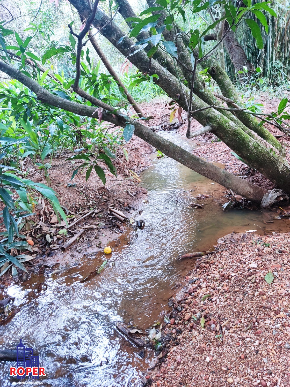 Chácara à venda com 1 quarto, 21000m² - Foto 21