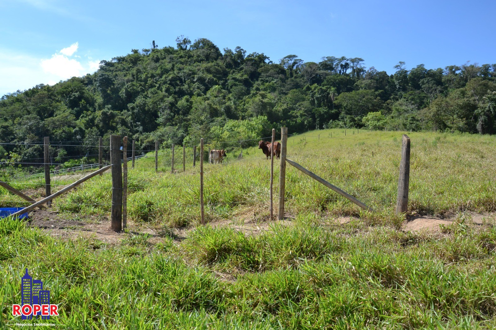 Haras e Área Rural Padrão à venda com 1 quarto, 66000m² - Foto 50