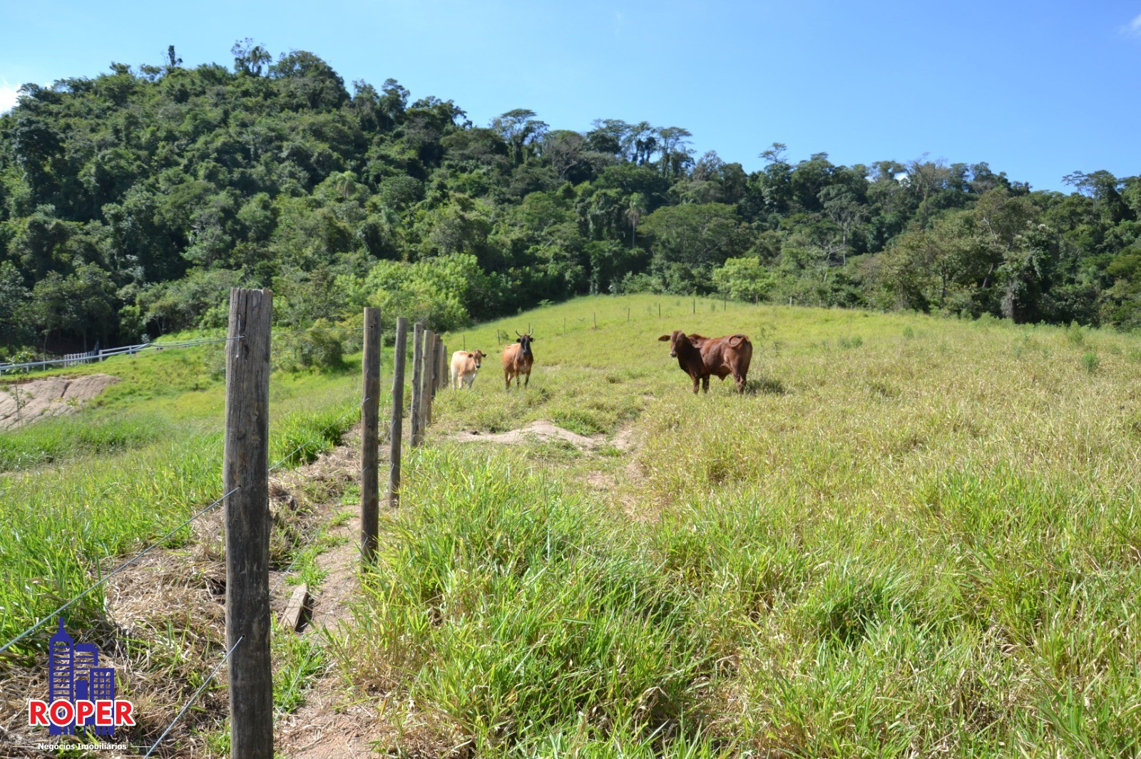 Haras e Área Rural Padrão à venda com 1 quarto, 66000m² - Foto 31