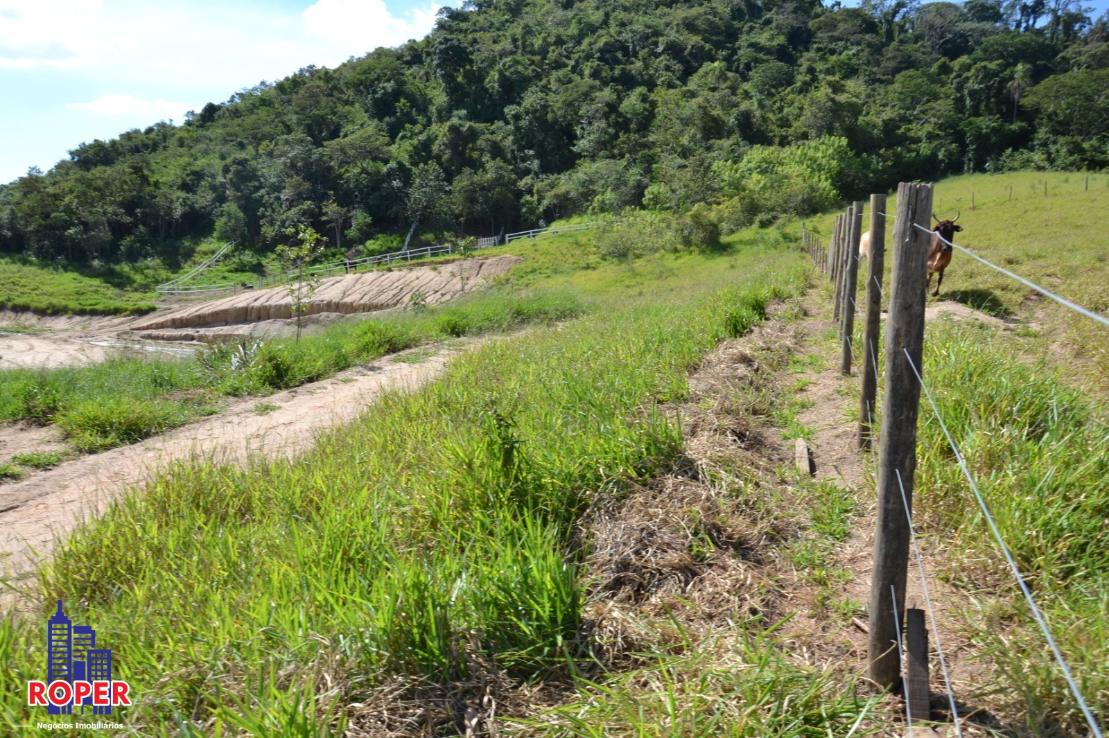 Haras e Área Rural Padrão à venda com 1 quarto, 66000m² - Foto 33