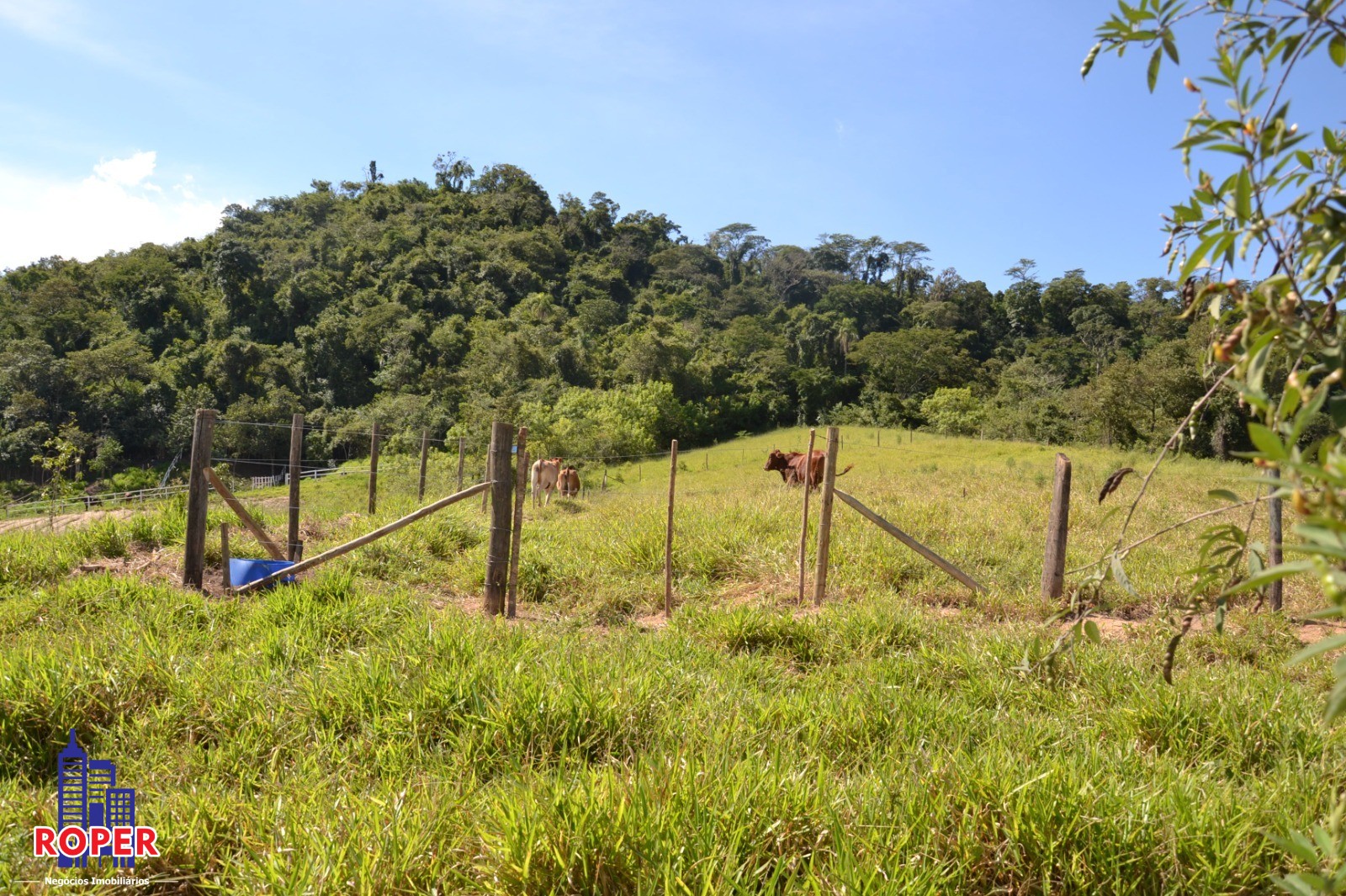 Haras e Área Rural Padrão à venda com 1 quarto, 66000m² - Foto 43