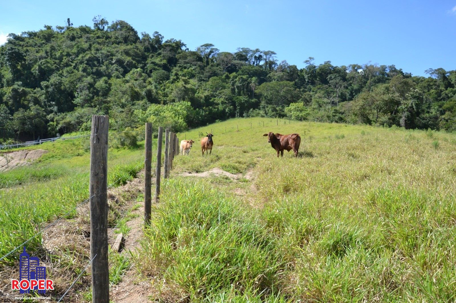 Haras e Área Rural Padrão à venda com 1 quarto, 66000m² - Foto 30