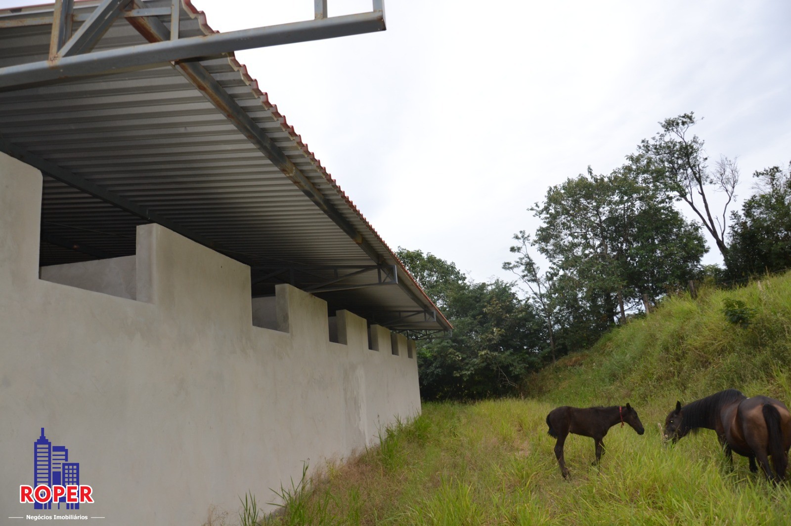 Haras e Área Rural Padrão à venda com 1 quarto, 66000m² - Foto 6