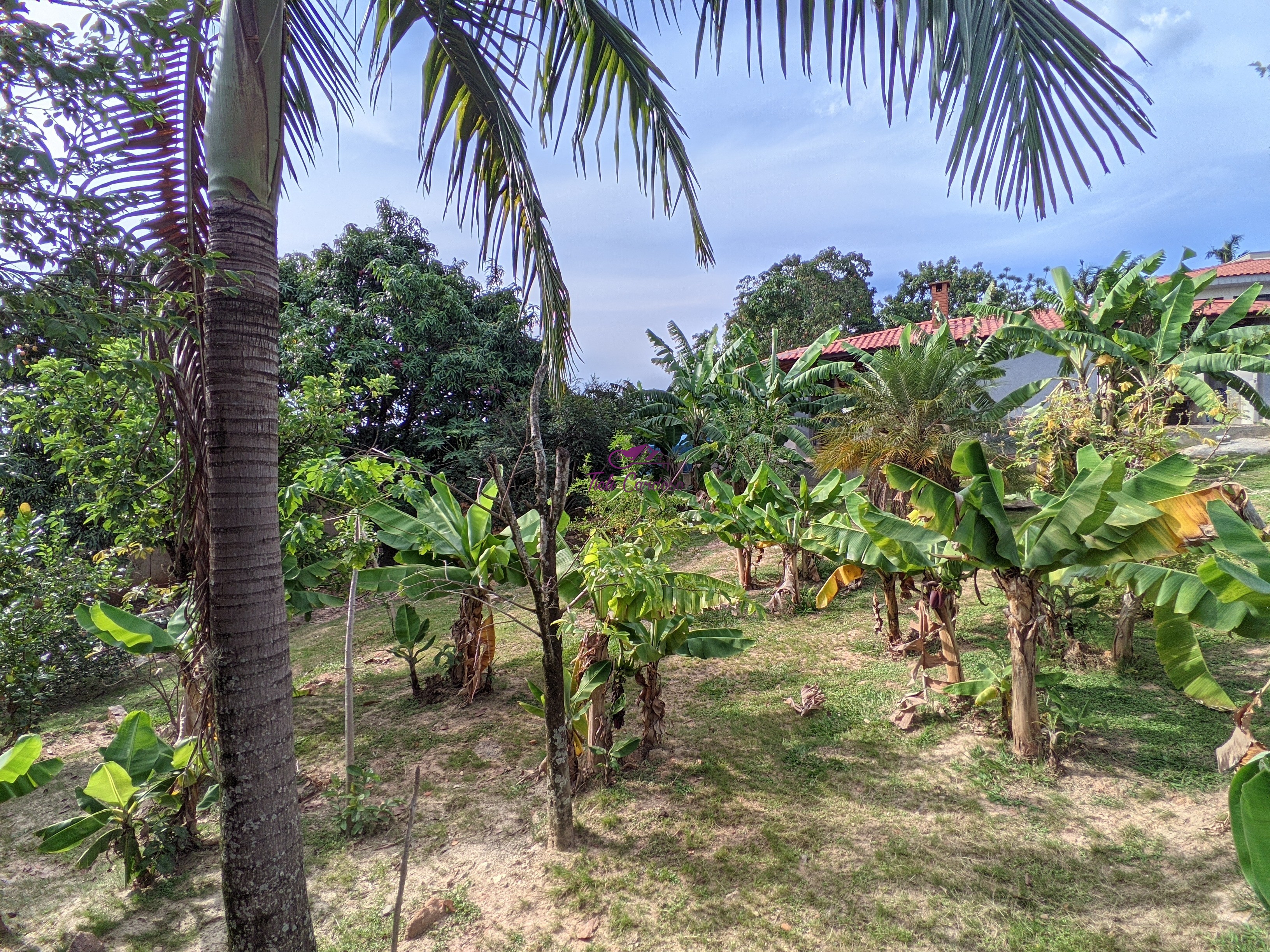 Chácara à venda com 3 quartos - Foto 56