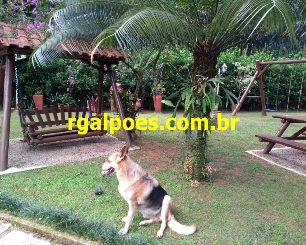 Chácara, 4 quartos, 2 hectares - Foto 4