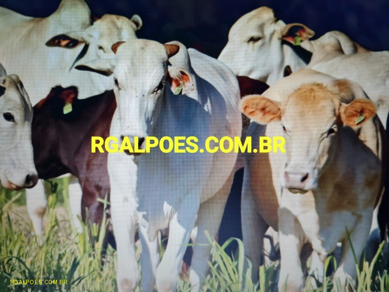 Fazenda, 64 hectares - Foto 12