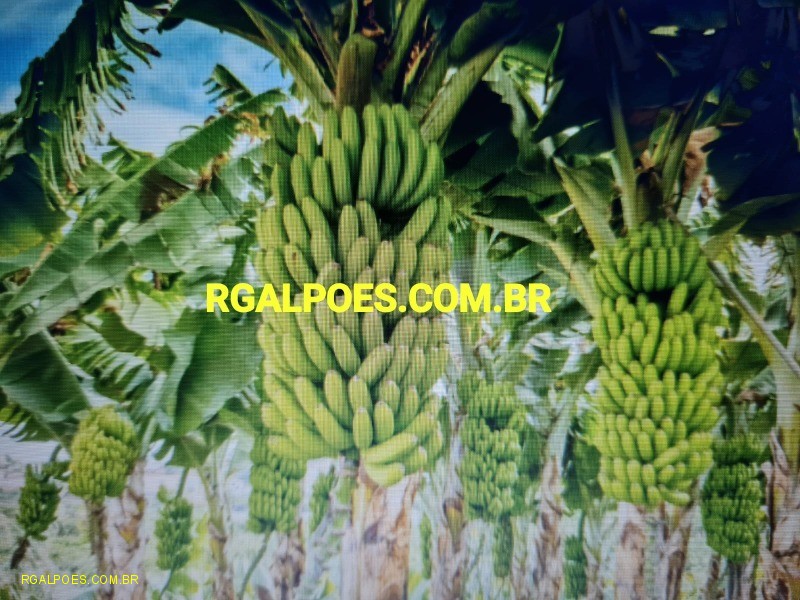 Fazenda, 64 hectares - Foto 11