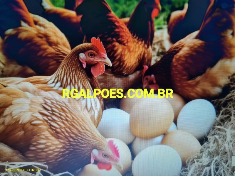 Fazenda, 64 hectares - Foto 10