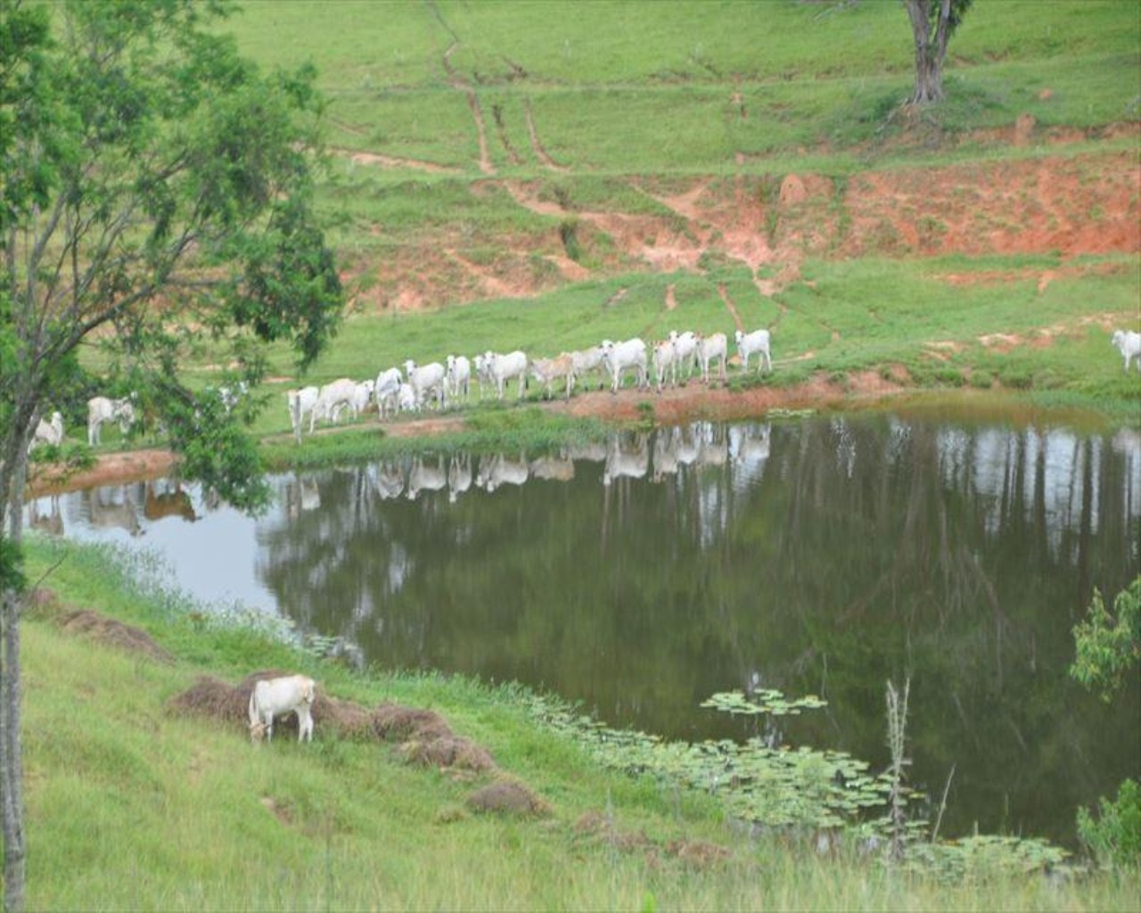 Fazenda à venda com 6 quartos, 364m² - Foto 20