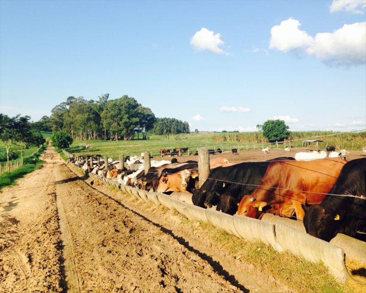 Fazenda à venda com 6 quartos, 364m² - Foto 54