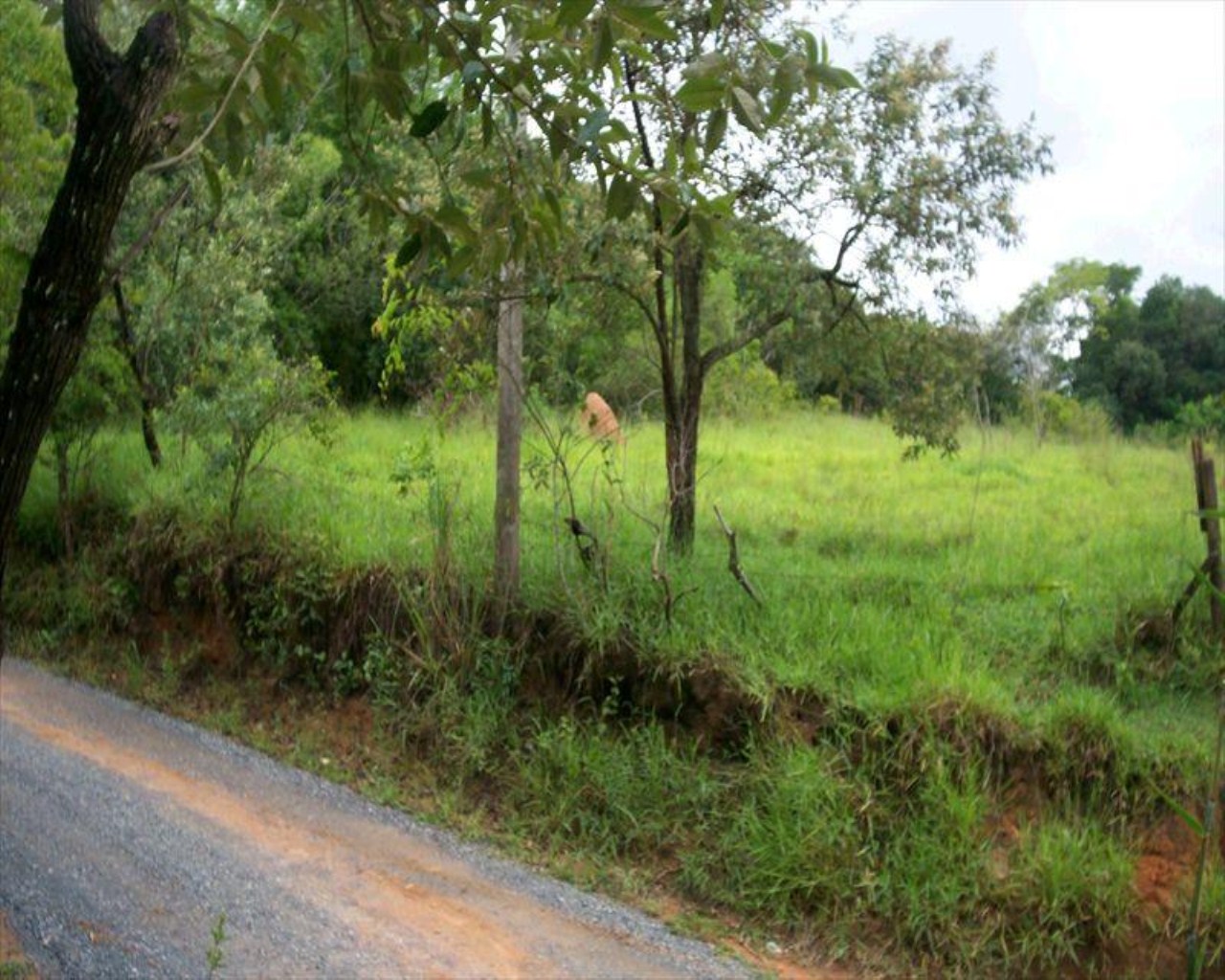 Terreno à venda, 11000m² - Foto 5