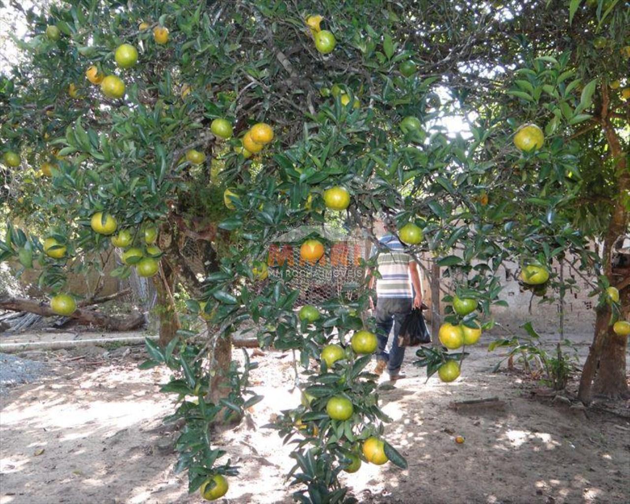 Chácara à venda com 3 quartos, 5000m² - Foto 62