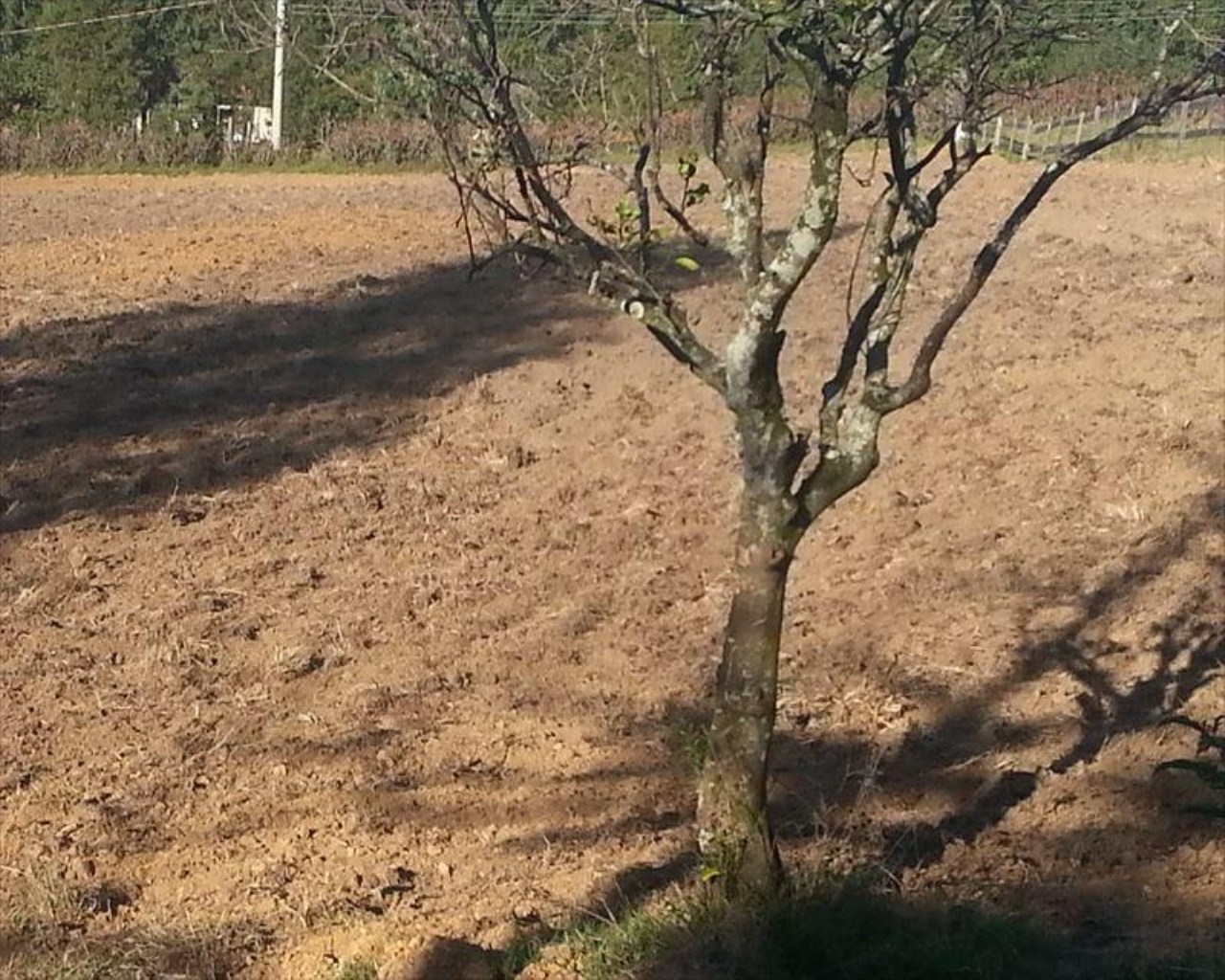 Chácara à venda com 4 quartos, 31000m² - Foto 10