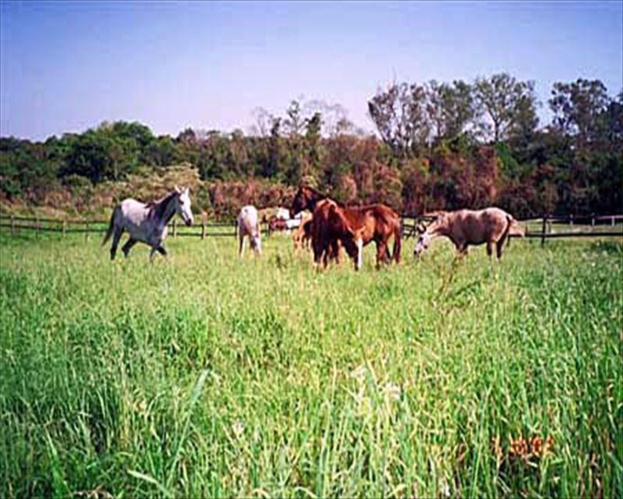 Fazenda à venda com 3 quartos, 72000m² - Foto 2