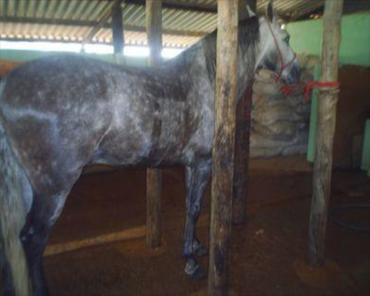 Fazenda à venda com 4 quartos, 8m² - Foto 30