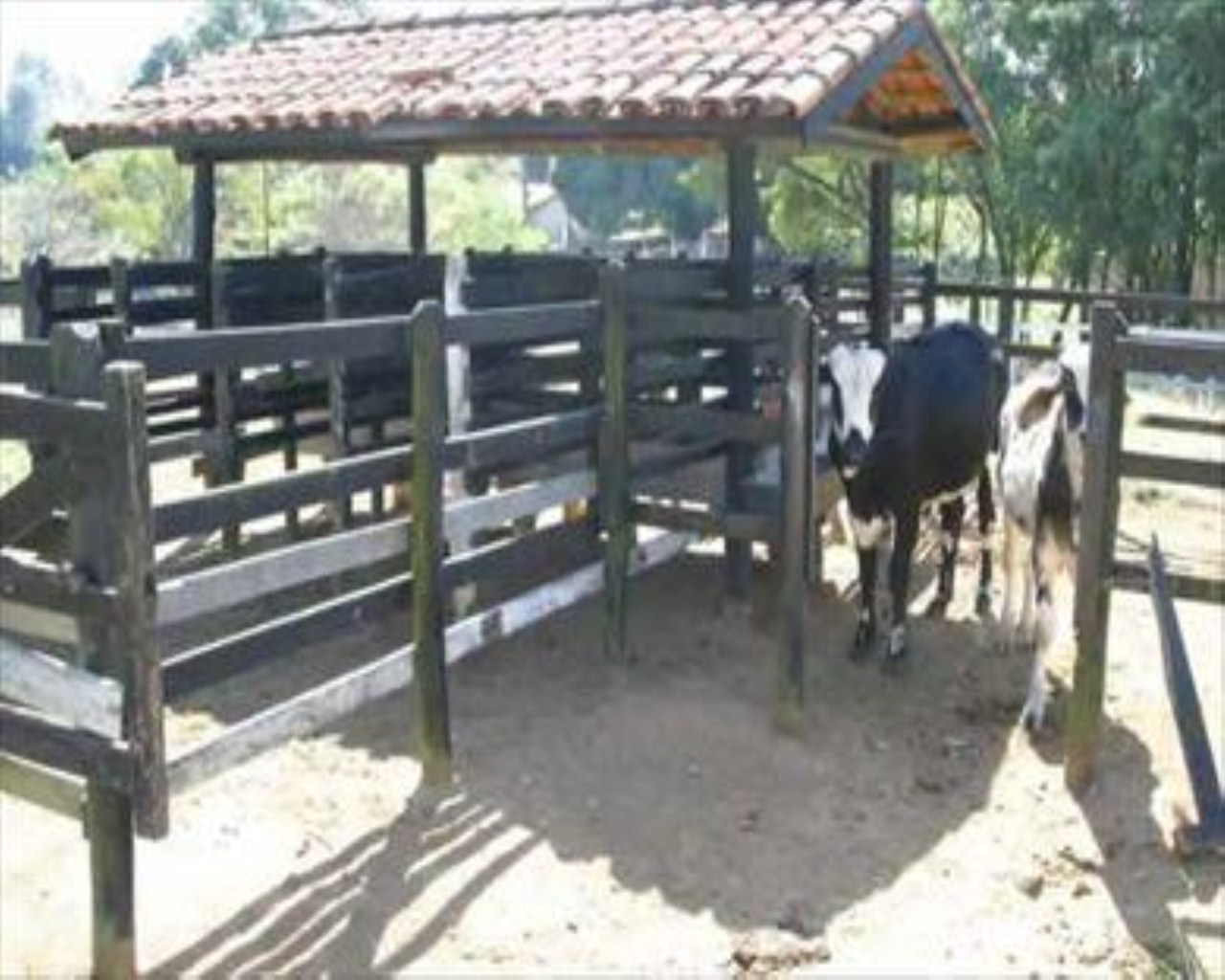 Fazenda à venda com 5 quartos, 45m² - Foto 14