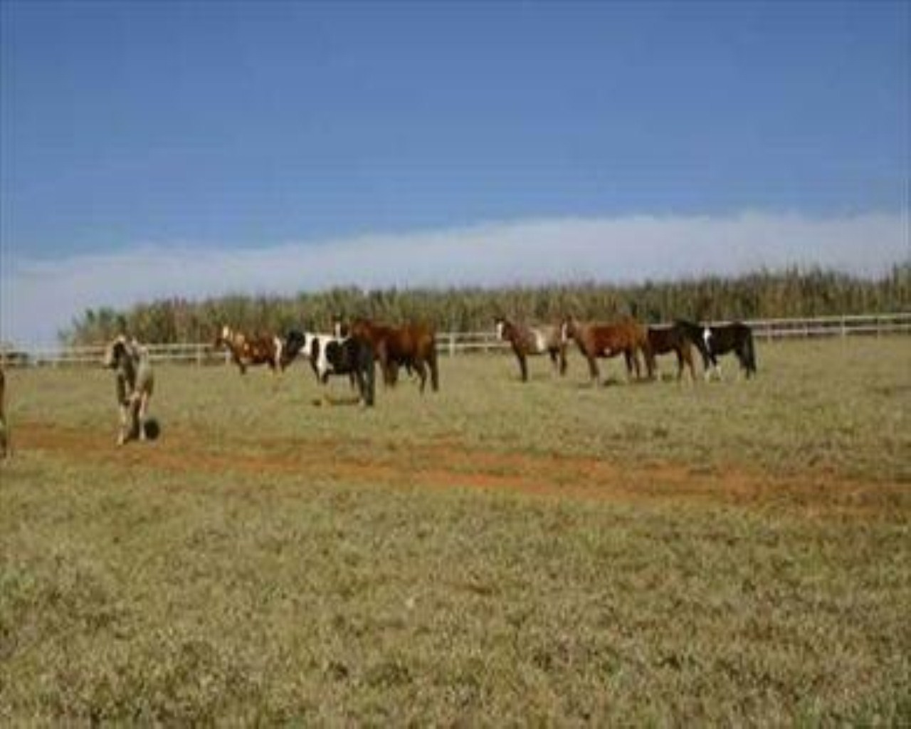 Fazenda à venda com 5 quartos, 45m² - Foto 17