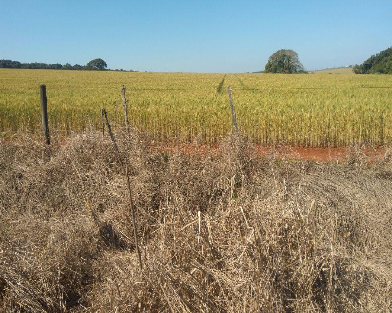 Fazenda à venda com 1 quarto, 623m² - Foto 13