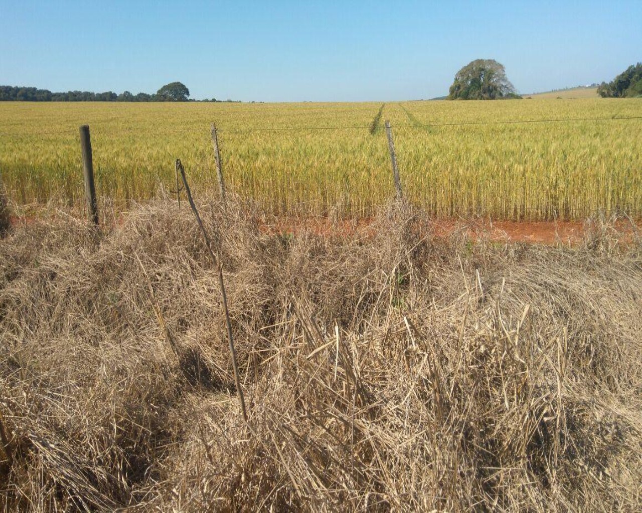 Fazenda à venda com 1 quarto, 623m² - Foto 14