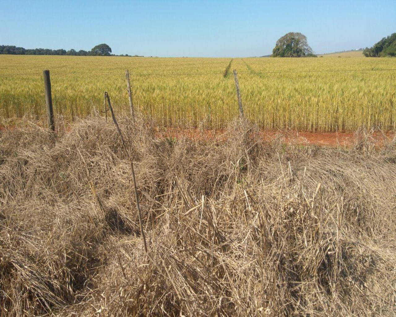 Fazenda à venda com 1 quarto, 623m² - Foto 18