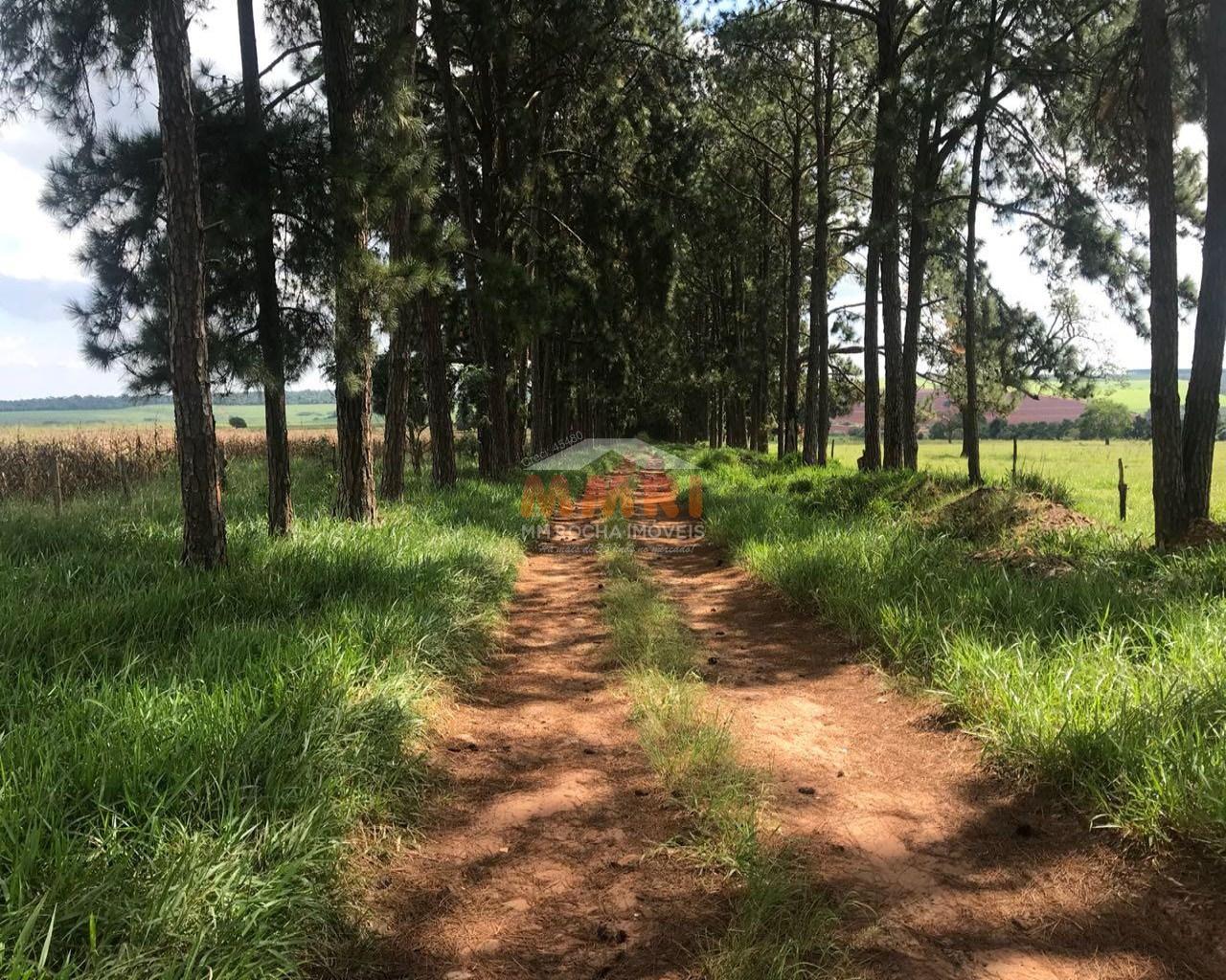 Fazenda à venda com 2 quartos, 185m² - Foto 21