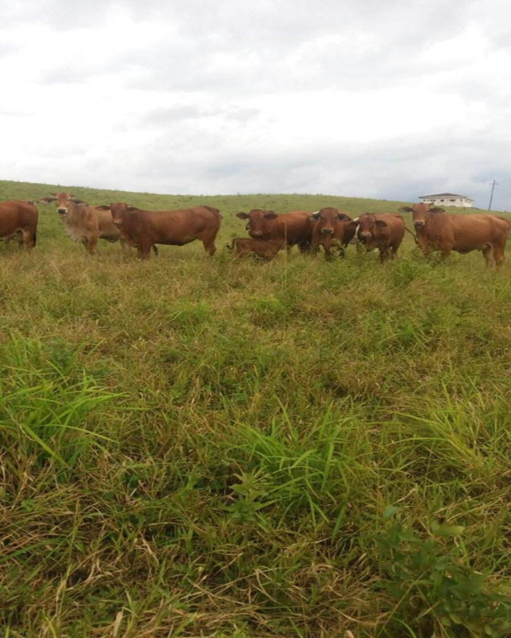 Fazenda à venda, 160m² - Foto 1