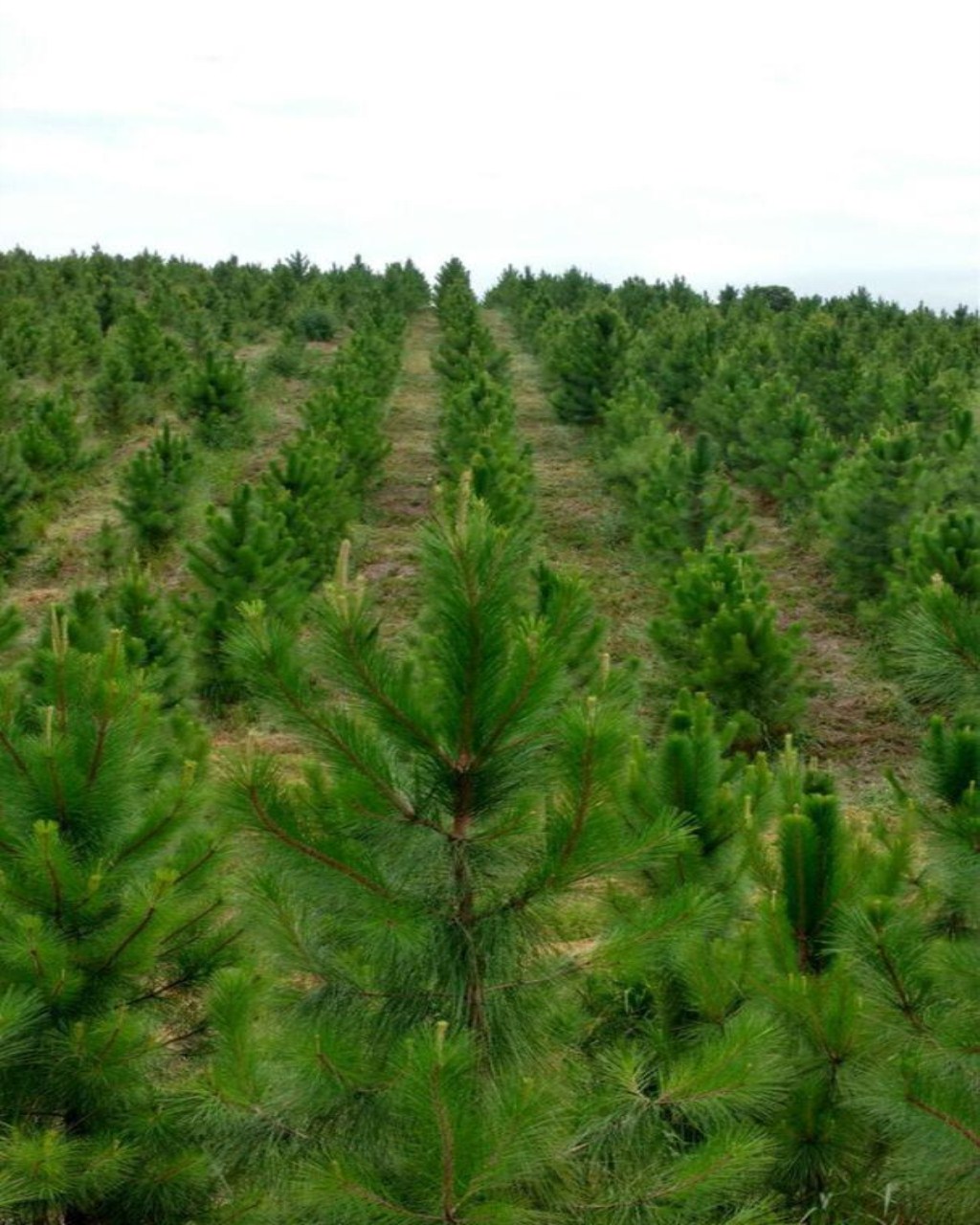 Fazenda à venda, 160m² - Foto 12