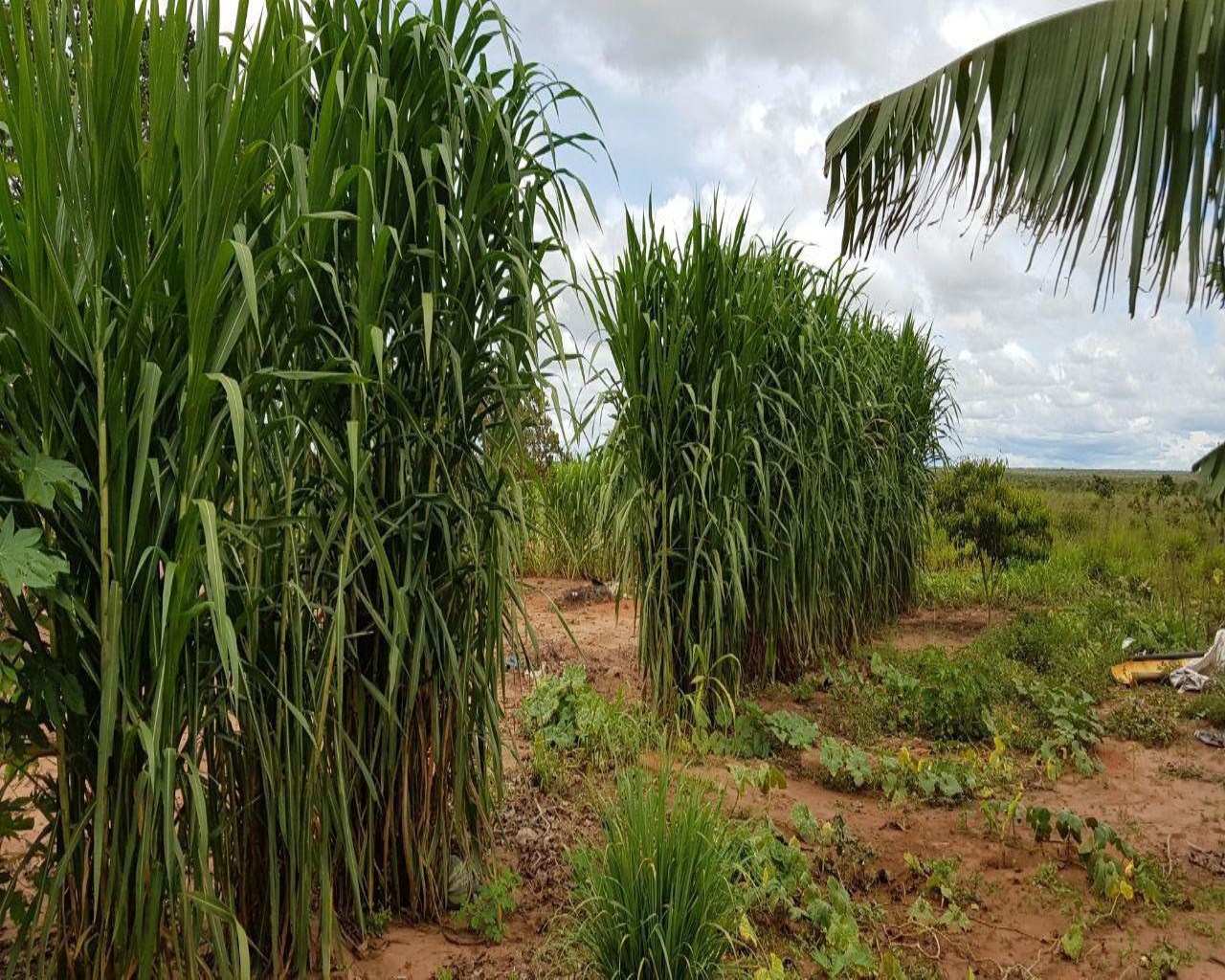 Fazenda à venda, 3226m² - Foto 11