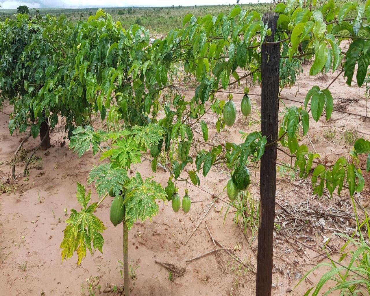 Fazenda à venda, 3226m² - Foto 12