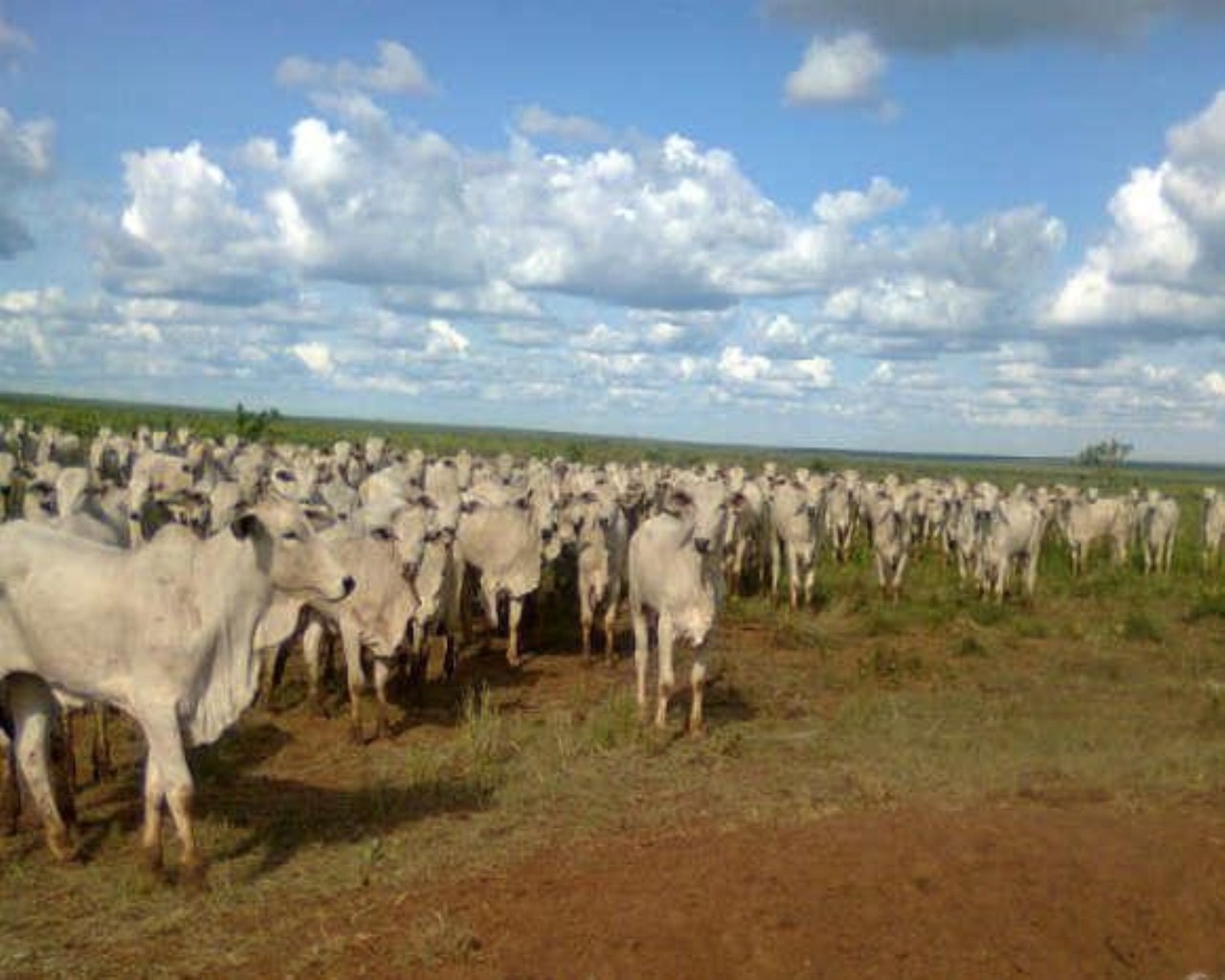 Fazenda à venda, 3226m² - Foto 14