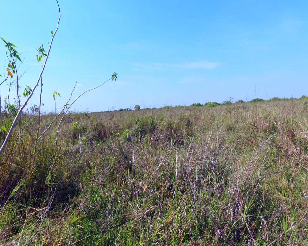 Fazenda à venda, 10900m² - Foto 6