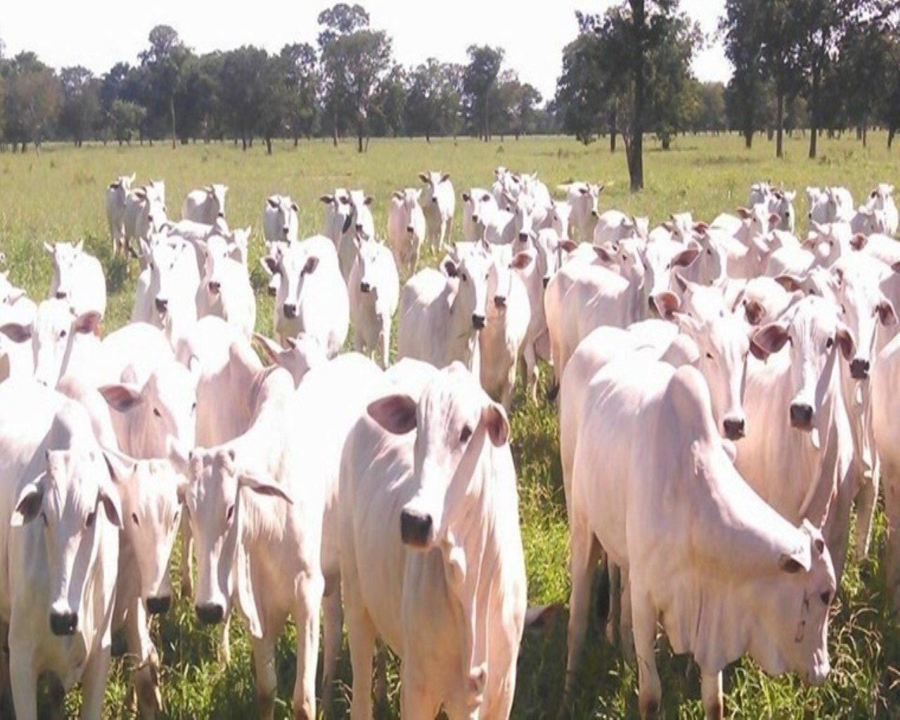 Fazenda à venda, 28000m² - Foto 5