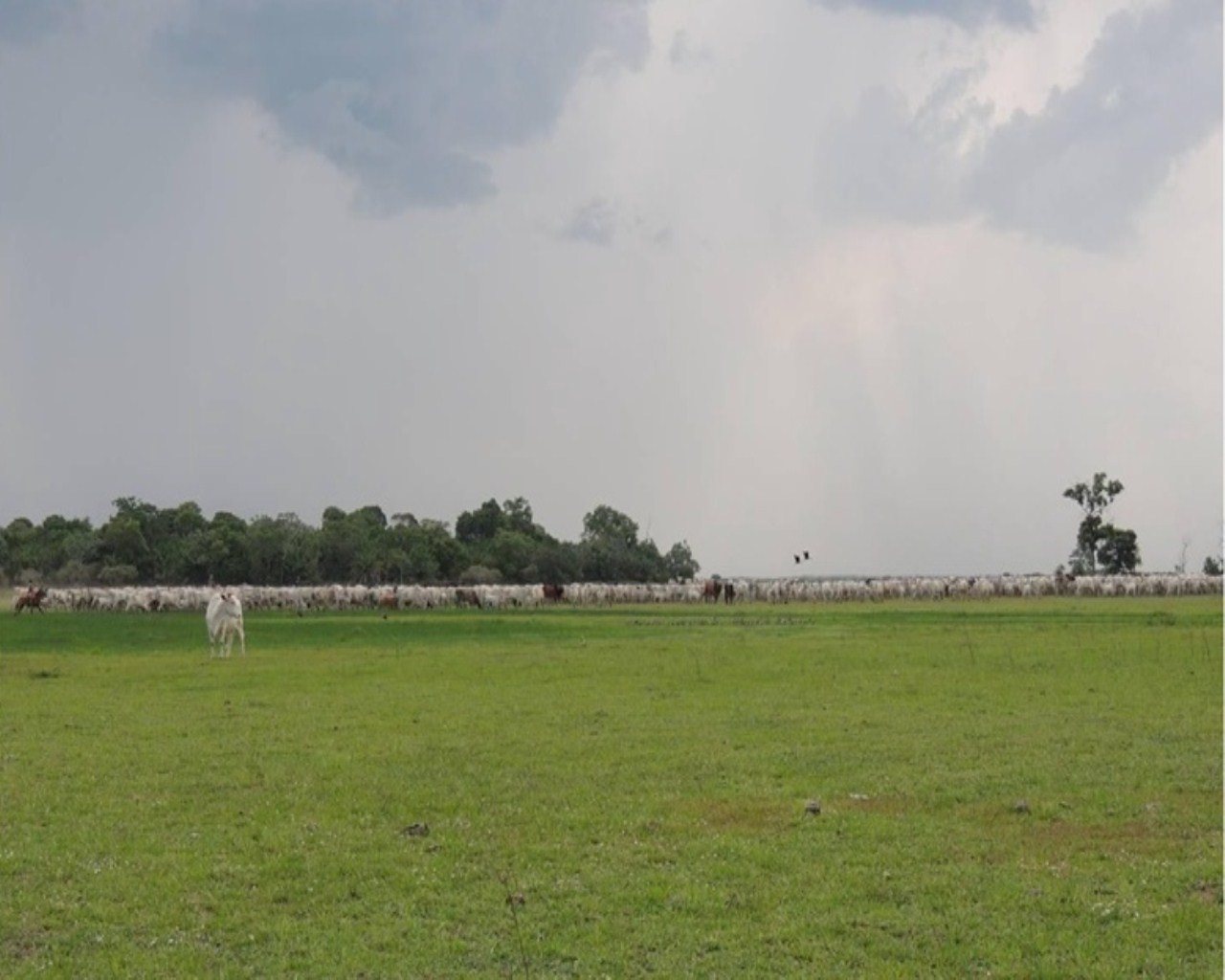 Fazenda à venda, 28000m² - Foto 7