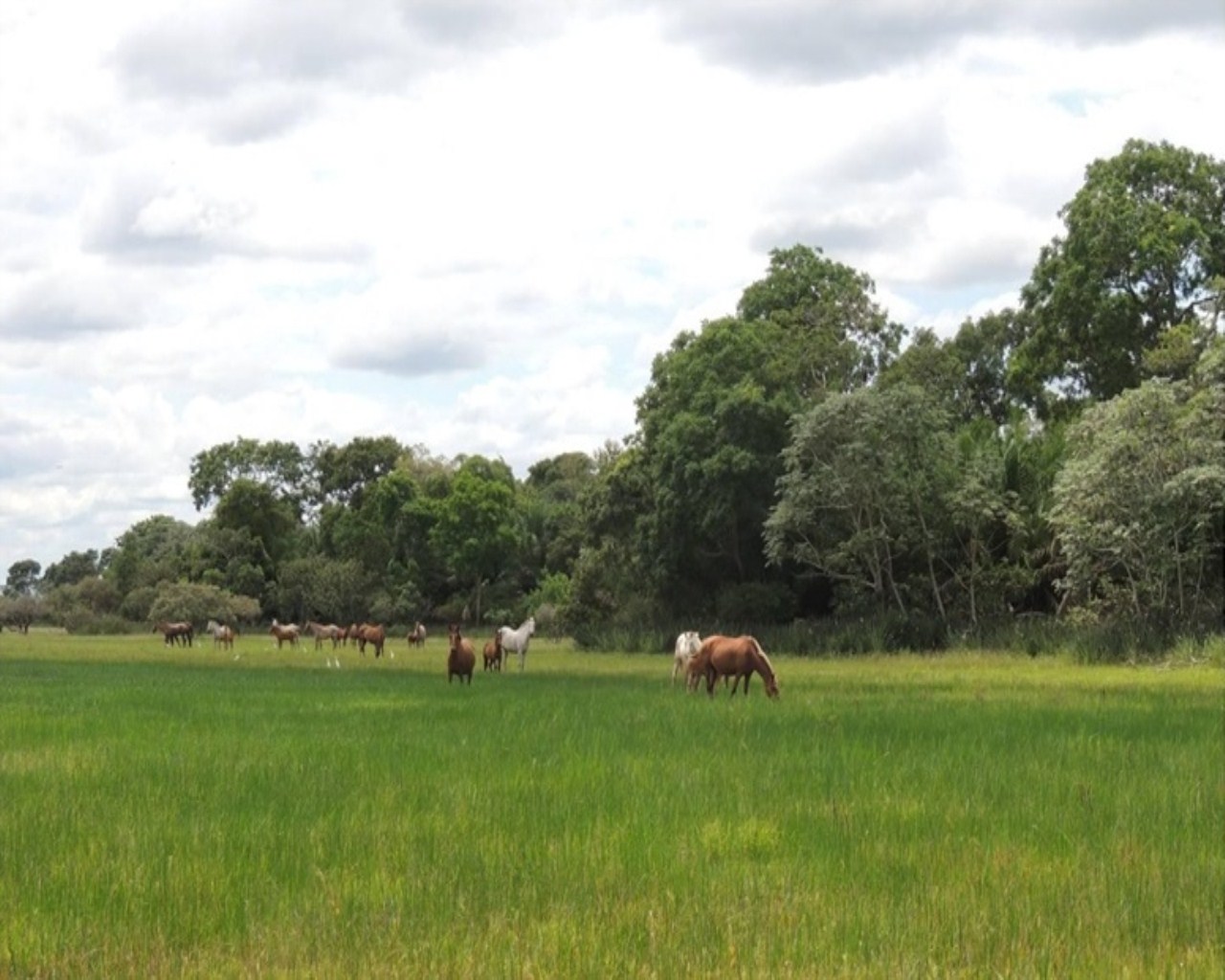 Fazenda à venda, 28000m² - Foto 9