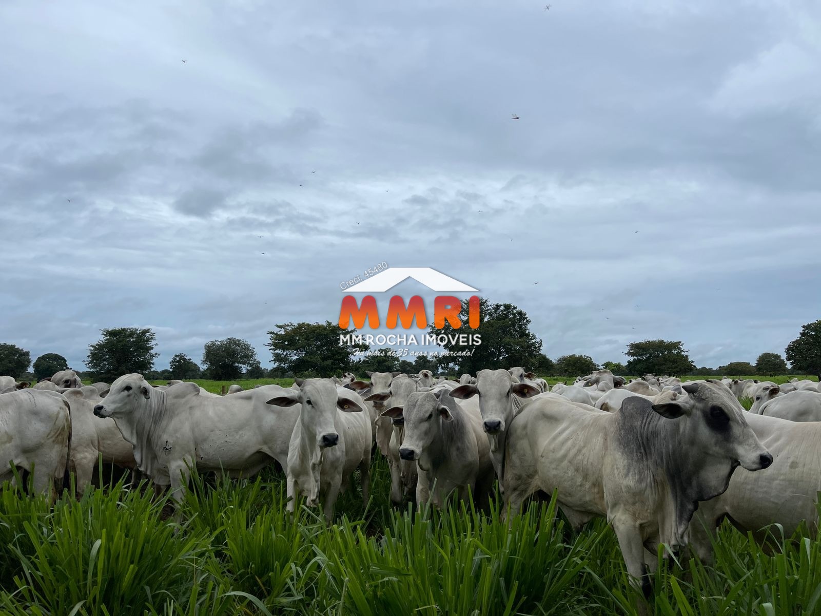 Fazenda à venda, 1575m² - Foto 3