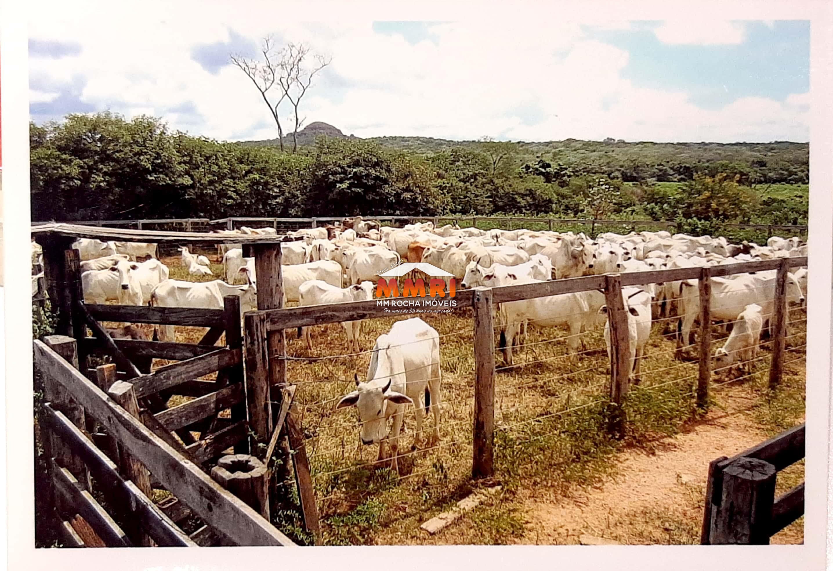 Fazenda à venda com 7 quartos, 15000m² - Foto 1