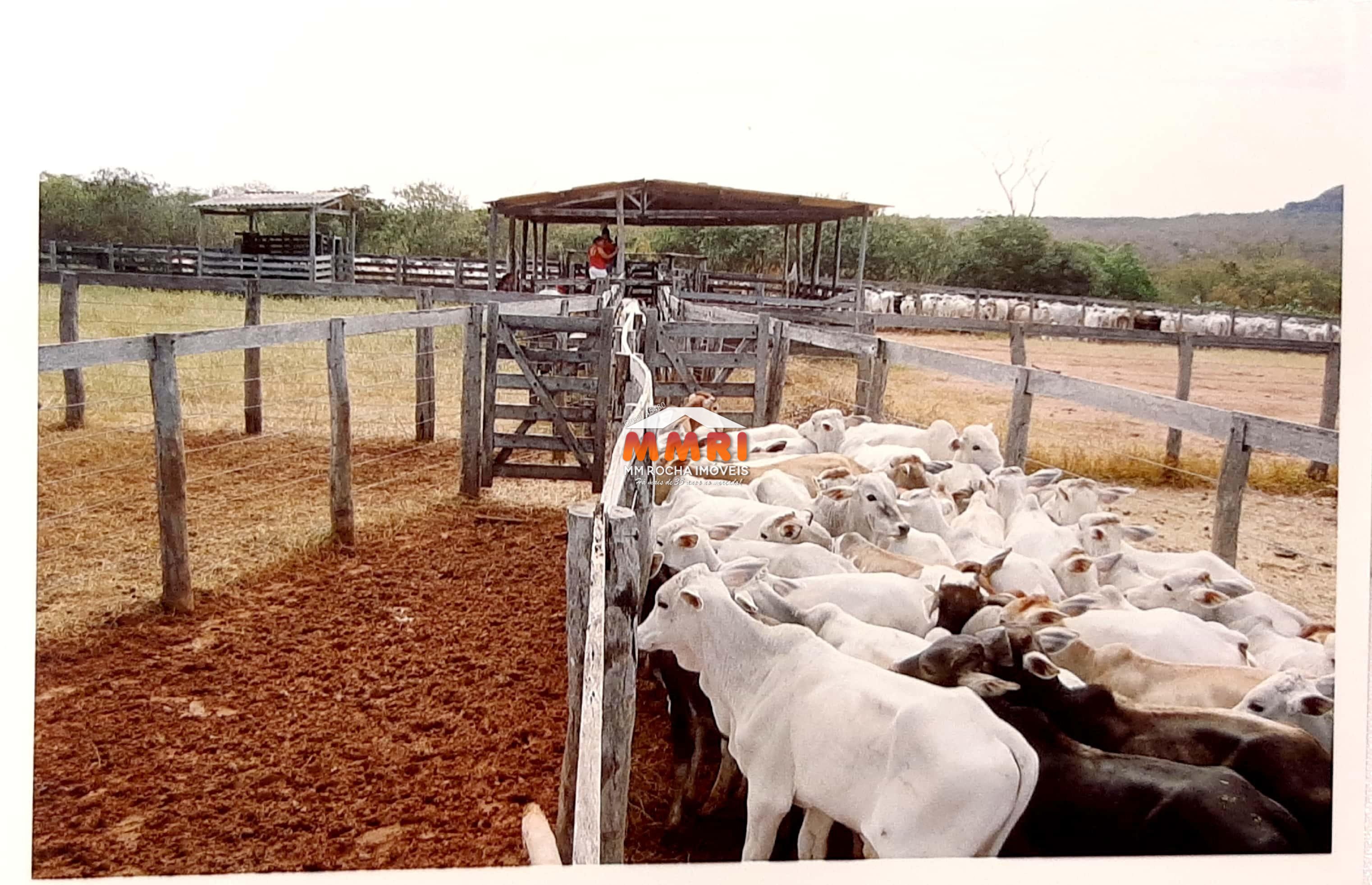 Fazenda à venda com 7 quartos, 15000m² - Foto 5