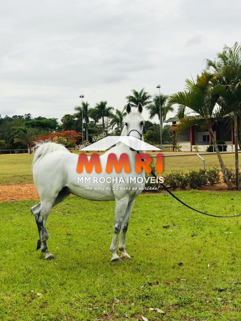 Fazenda à venda com 9 quartos, 95800m² - Foto 16