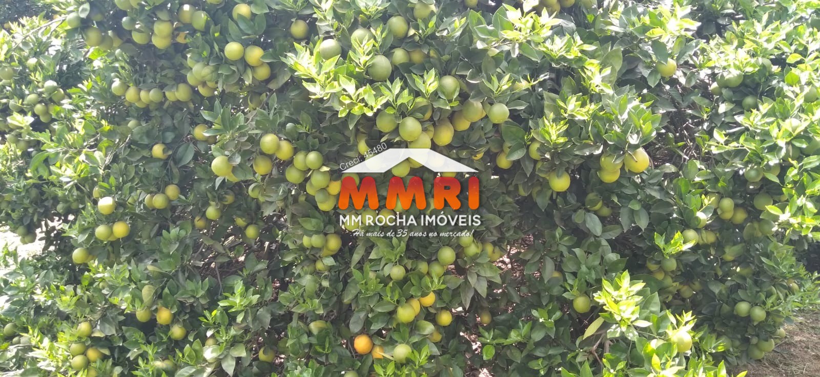 Fazenda, 953 m² - Foto 22