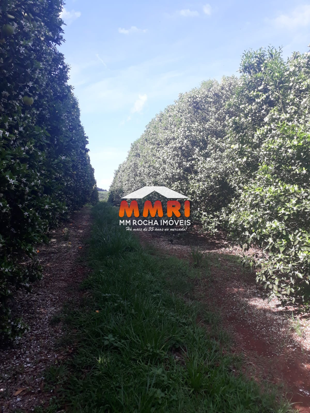 Fazenda, 953 m² - Foto 15