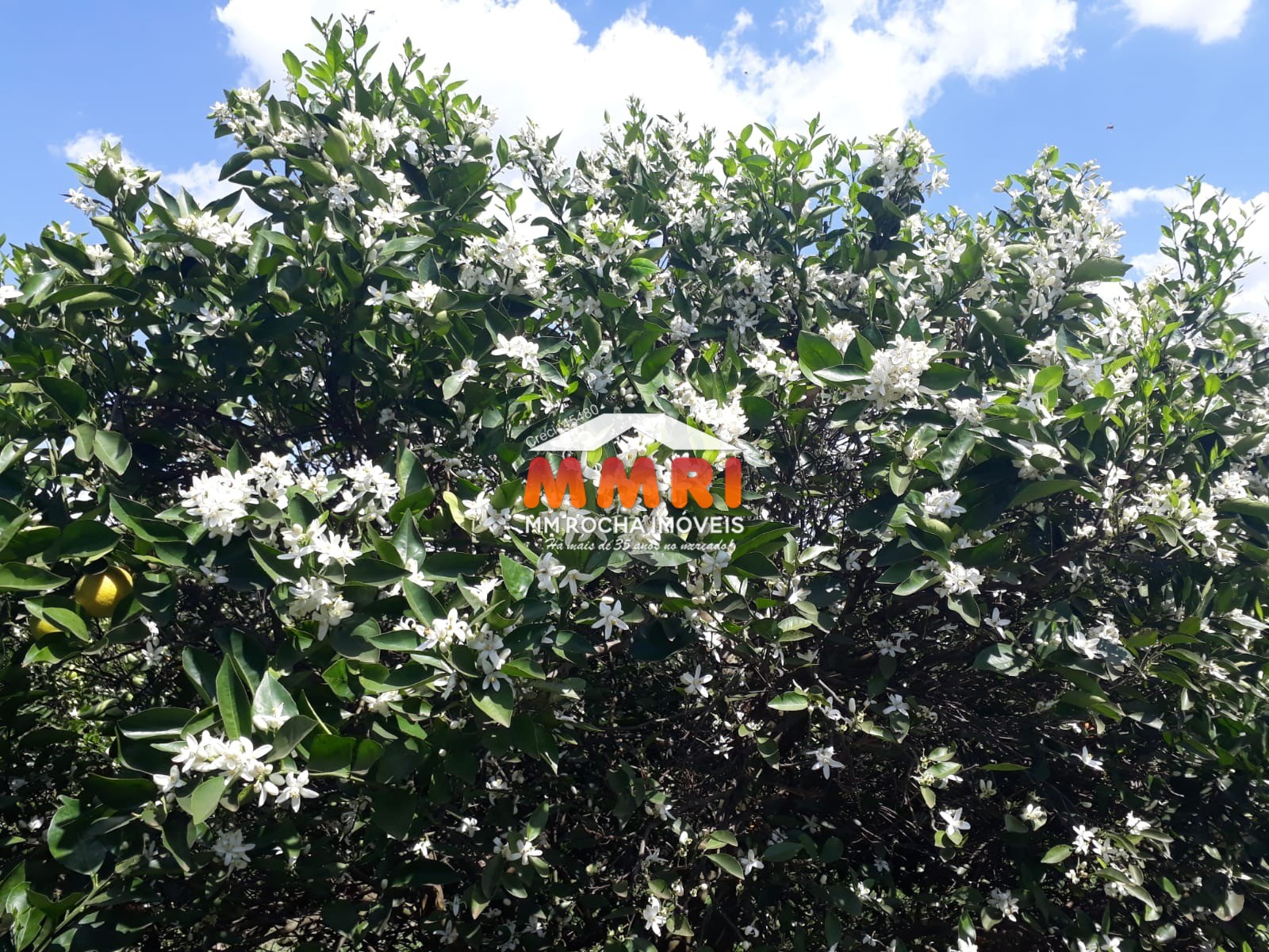 Fazenda, 953 m² - Foto 16