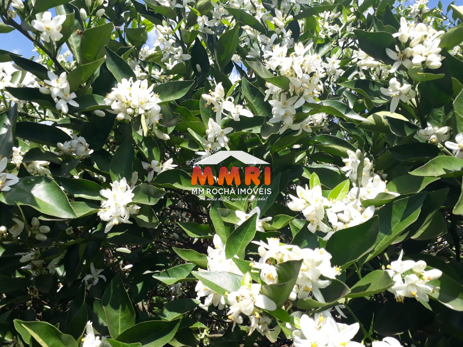 Fazenda, 953 m² - Foto 25