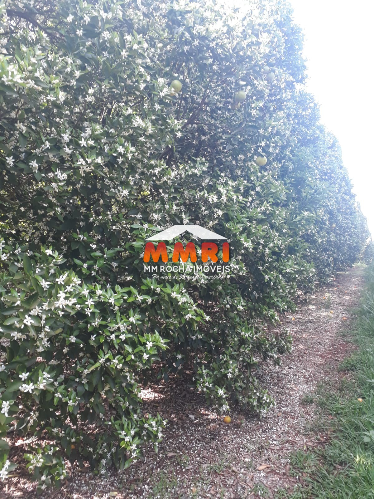 Fazenda, 953 m² - Foto 28