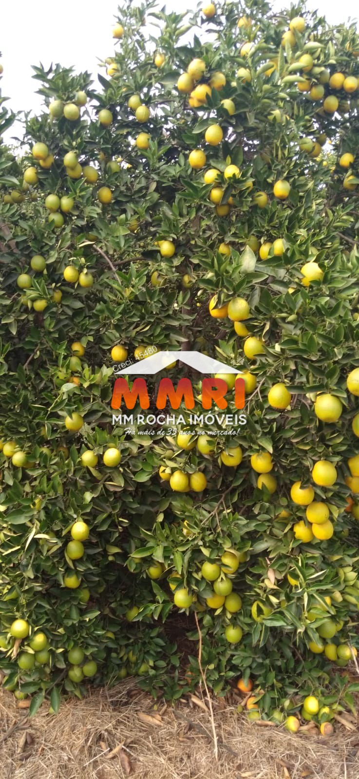 Fazenda, 953 m² - Foto 18