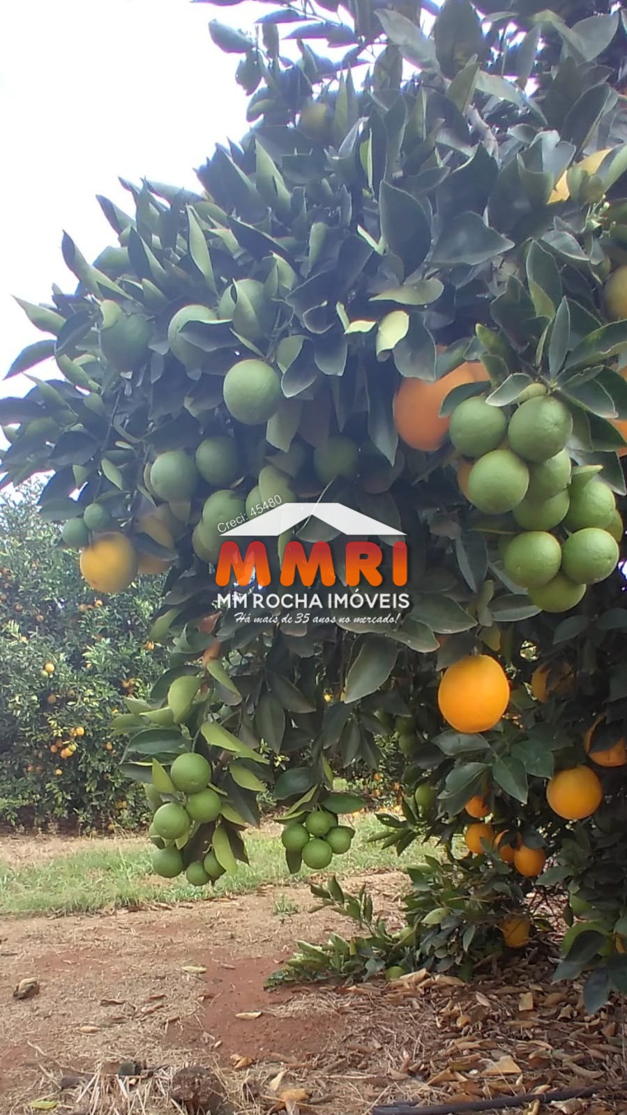 Fazenda, 953 m² - Foto 8