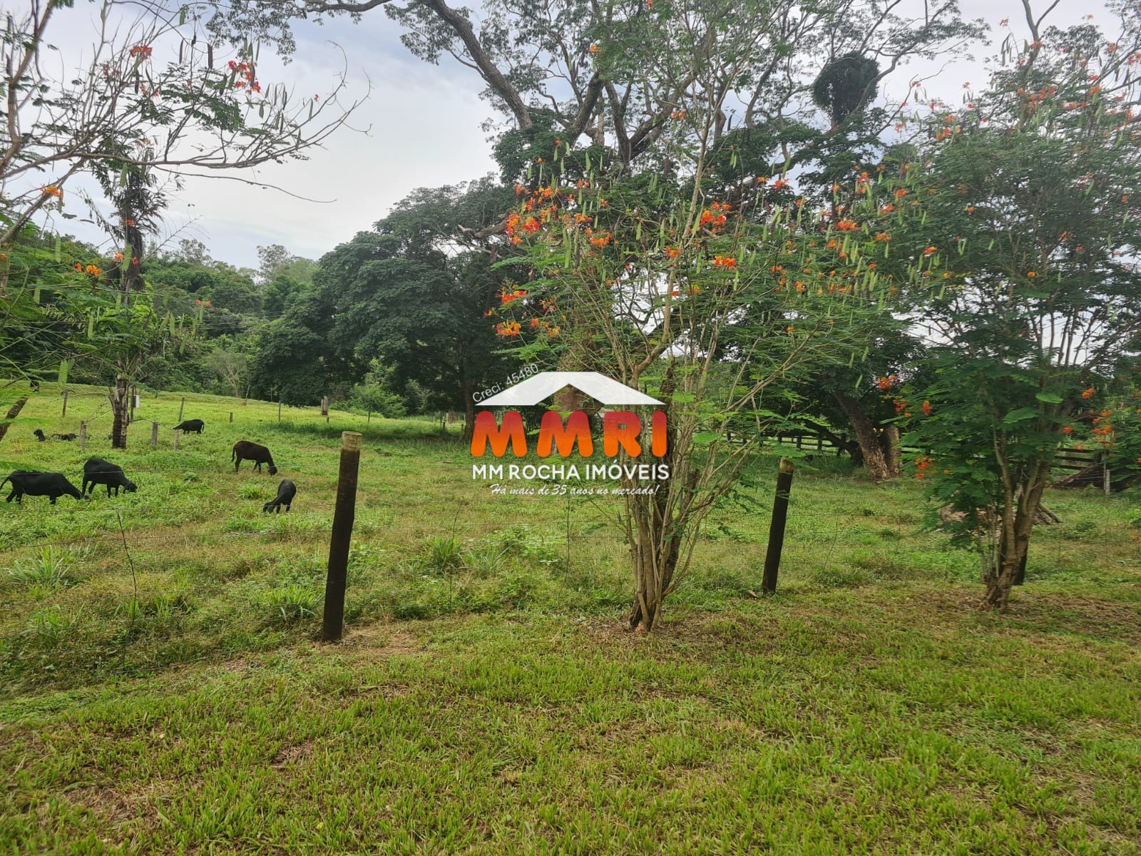 Fazenda, 1 hectares - Foto 33