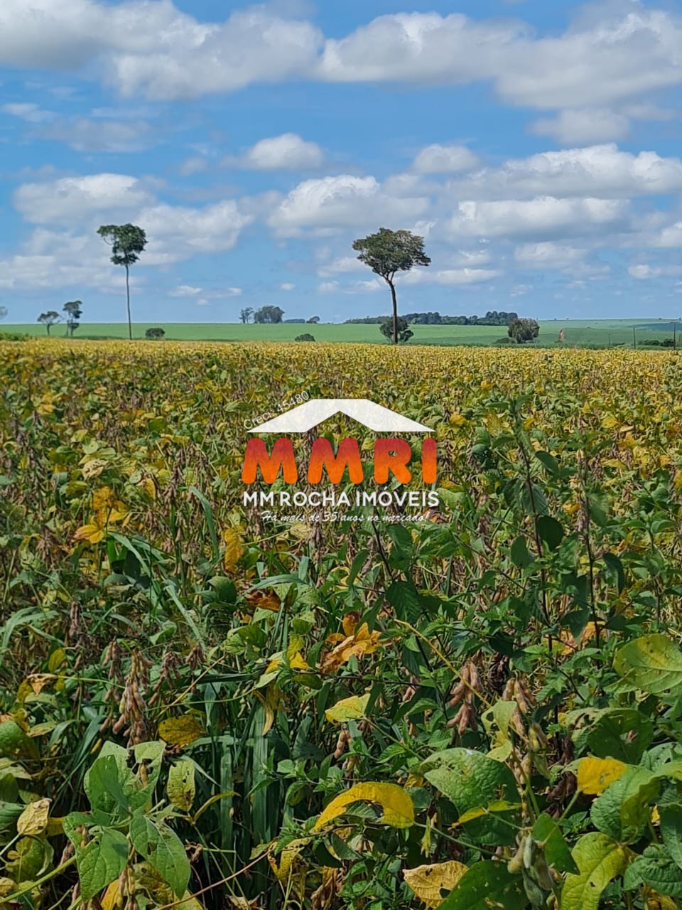 Fazenda à venda - Foto 4