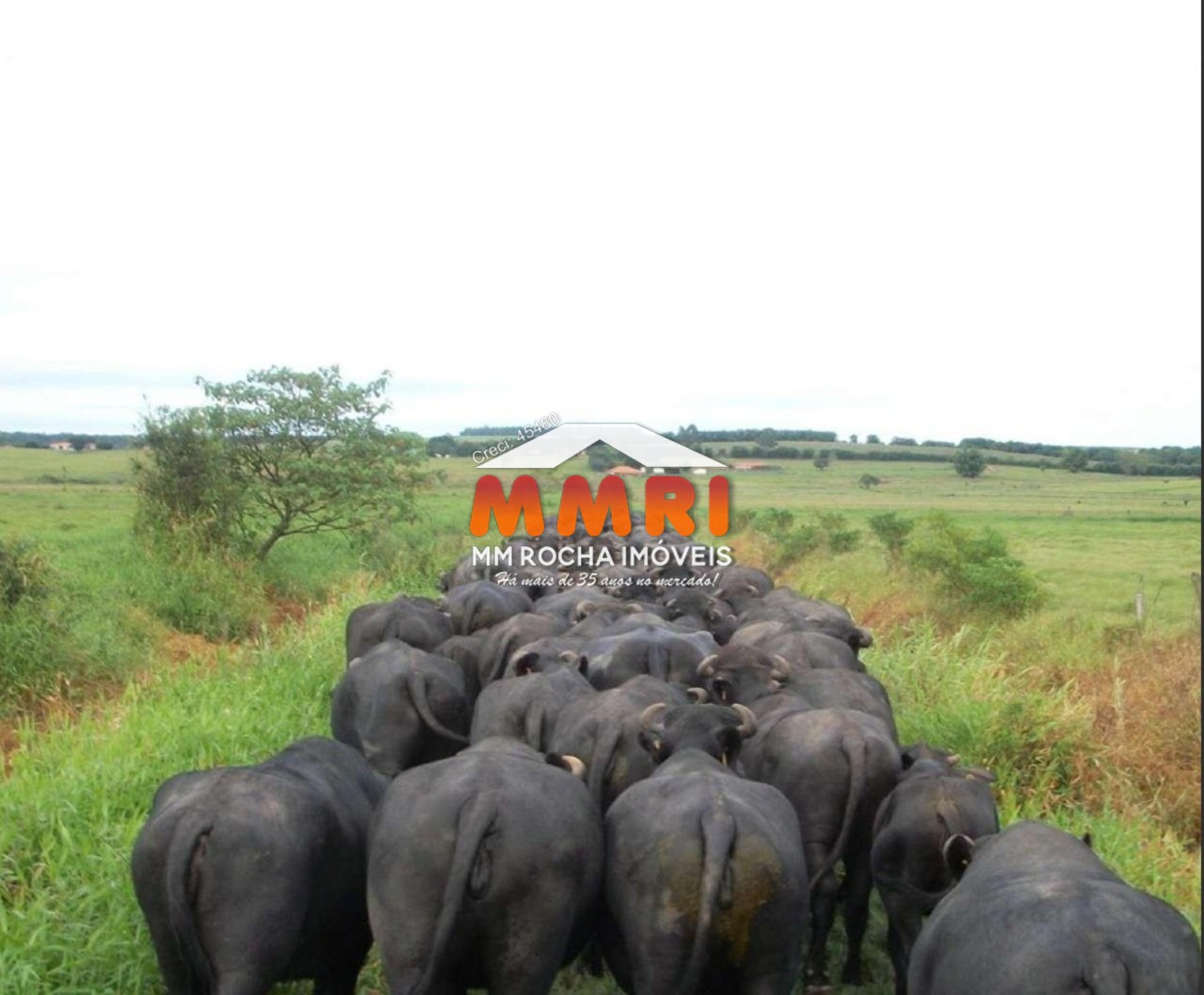 Fazenda à venda com 1 quarto, 123m² - Foto 60
